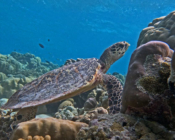 Hawksbill turtle on a coral reef, Medhufaru house reef north, Noonu atoll, Maldives. Image.