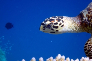 King Julian, hawksbill, adopted for Julian Hawksbill turtle, Olhuveli Reef, Laamu Atoll, Maldives. Image.