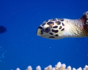 Hawksbill turtle, Olhuveli Reef, Laamu Atoll, Maldives. Image.