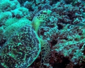 Hawksbill turtle on coral reef, Anemone Thila, Lhaviyani atoll, Maldives. Image.