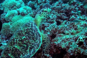 Taylor Swift, hawksbill, adopted by Anna & Michèle Hawksbill turtle on coral reef, Anemone Thila, Lhaviyani atoll, Maldives. Image.