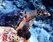 Hawksbill turtle, Medhufaru, Noonu Atoll, Maldives. Image.