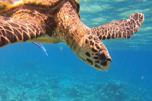 Terence, hawksbill, adopted by Rachael and Chris Hawksbill swimming down from the surface, Centara House Reef, South Ari, Maldives. Image.