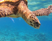 Hawksbill swimming down from the surface, Centara House Reef, South Ari, Maldives. Image.