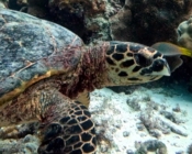Hawksbill turtle, Kurumba House Reef, North Male atoll, Maldives. Image.