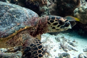 Fathima, hawksbill, adopted by Mohamed Shakir Hawksbill turtle, Kurumba House Reef, North Male atoll, Maldives. Image.