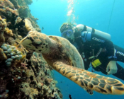 Hawksbill turtle swimming along reef watched by a scuba diver, Ellaidhoo, Ari Atoll, Maldives. Image.