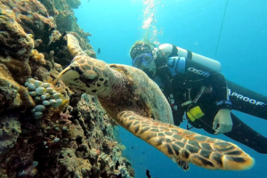 Tripod, hawksbill, adopted by Ellaidhoo Maldives by Cinnamon Hawksbill turtle swimming along reef watched by a scuba diver, Ellaidhoo, Ari Atoll, Maldives. Image.