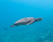 Hawksbill turtle swimming, Dhorangali, Raa atoll, Maldives