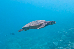 Jollie, hawksbill, adopted by Sage and Charlie Hawksbill turtle swimming, Dhorangali, Raa atoll, Maldives