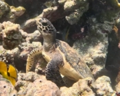 Hawksbill turtle amongst the rocks, Makunudu Reef, North Male Atoll, Maldives. Image.