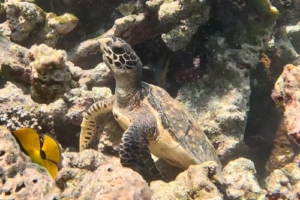 Futha, hawksbill, adopted by Intour Maldives Hawksbill turtle amongst the rocks, Makunudu Reef, North Male Atoll, Maldives. Image.