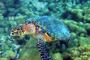 Petra 2.0, hawksbill, adopted by Melanie Blaschke for Petra Hawksbill turtle foraging on coral reef, Addu atoll, Maldives. Image.