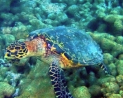 Hawksbill turtle foraging on coral reef, Addu atoll, Maldives. Image.