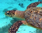 Hawksbill turtle, Bodu Hithi, North Male, Maldives. Image.