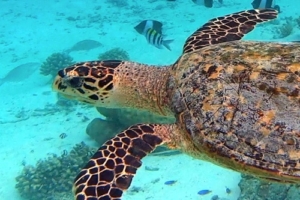 Kera, hawksbill, adopted by Kevin, Rachel, Evie & Amelie Wilson Hawksbill turtle, Bodu Hithi, North Male, Maldives. Image.