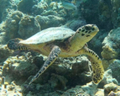 Hawksbill, Bodu Gaafaru, North Malé Atoll, Maldives. Image.