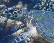 Hawksbill turtle foraging on a coral reef, Bodu Hithi Turtle Point, North Malé Atoll, Maldives. Image.
