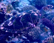 Hawksbill turtle, Bodu Hithi Turtle Point, North Malé Atoll, Maldives. Image.