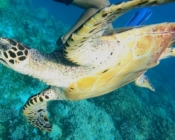 Hawksbill turtle swimming past camera, Bodu Hithi Turtle Point, North Malé Atoll, Maldives. Image.