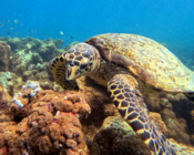 Hawksbill turtle foraging on coral reef, South Male Atoll, Maldives. Image.