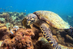 Franci, hawksbill, adopted by Mohamed Naaish Hawksbill turtle foraging on coral reef, South Male Atoll, Maldives. Image.