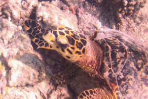 Aleksandr, hawksbill, adopted by Marco for Aleksandr Hawksbill turtle foraging on the reef, Vilaamendhoo, Ari Atoll, Maldives. Image.