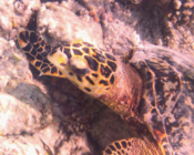 Hawksbill turtle foraging on the reef, Vilaamendhoo, Ari Atoll, Maldives. Image.