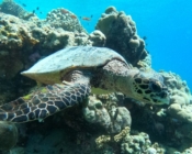 Hawksbill, Trix Caves, North Malé Atoll, Maldives. Image.