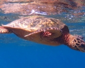 Hawksbill at the surface, Bodu Hithi House Reef, North Malé Atoll, Maldives. Image.
