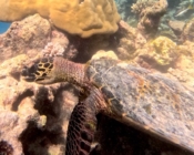 Hawksbill turtle, Makunudhoo Reef, North Malé Atoll, Maldives. Image.