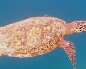 Hawksbill turtle swimming, Eriyadu, North Malé Atoll, Maldives. Image.