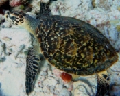 Hawksbill turtle, Bodu Giri, Lhaviyani Atoll, Maldives. Image.