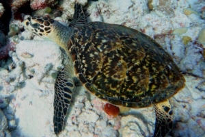 Simi, hawksbill, adopted by Hussain Hawksbill turtle, Bodu Giri, Lhaviyani Atoll, Maldives. Image.