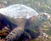 Hawksbill turtle foraging seagrass, Laamu Atoll, Maldives. Image.