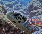 Hawksbill turtle looking at the camera, Coco Bodu Hithi Thila, North Malé Atoll, Maldives. Image.
