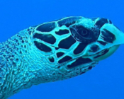 Hawksbill turtle looking at camera, Makunudhoo House Reef, North Malé Atoll, Maldives. Image.
