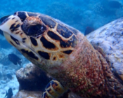 Hawksbill turtle looking at camera, Makunudhoo House Reef, North Malé Atoll, Maldives. Image.
