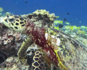 Hawksbill, Medhafushi house reef, Noonu Atoll, Maldives. Image.