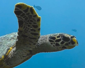 Hawksbill turtle swimming, Hithadhoo West, Laamu Atoll, Maldives. Image.