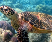 Hawksbill turtle looking at the camera, Outrigger, Ati Atoll, Maldives. Image.