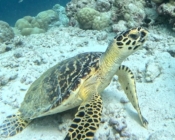 Hawksbill turtle looking at the camera. Joali Being house reef, Raa Atoll, Maldives. Image.
