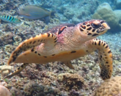 Hawksbill turtle, Eriyadhu, North Malé Atoll, Maldives. Image.