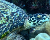 Hawksbill turtle, Sangeli House Reef, North Malé Atoll, Maldives. Image.