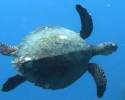 Hawksbill turtle swimming in the blue, Grand Park Kodhipparu, North Malé Atoll, Maldives. Image.