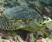 Hawksbill, Lankan Reef, North Malé Atoll, Maldives. Image.