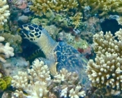 Hawksbill turtle foraging in a coral reef, Olhuveli Reef, Laamu Atoll, Maldives. Image.