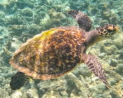 Hawksbill turtle with beautiful shell swimming on the reef, North Male atoll, Maldives. Image.