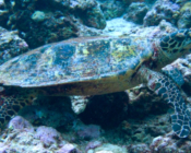 Hawksbill, Ritz Out, North Malé Atoll, Maldives. Image.