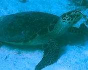 Hawksbill turtle. Bodu Hithi Turtle Point, North Malé Atoll, Maldives. Image.